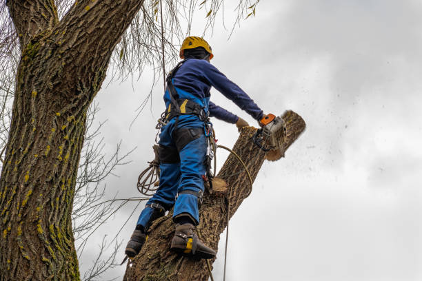 How Our Tree Care Process Works  in  Milton, WA